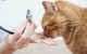 Vaccinazione e Socializzazione con altri animali