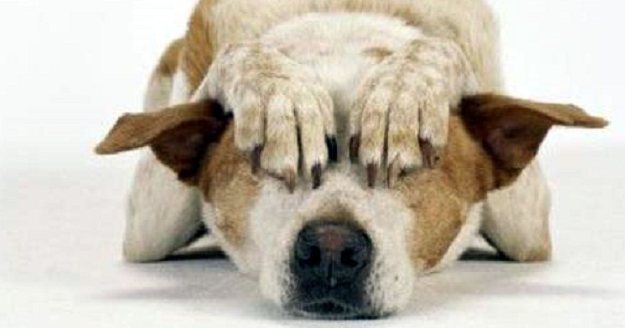 vaccinazioni-cani